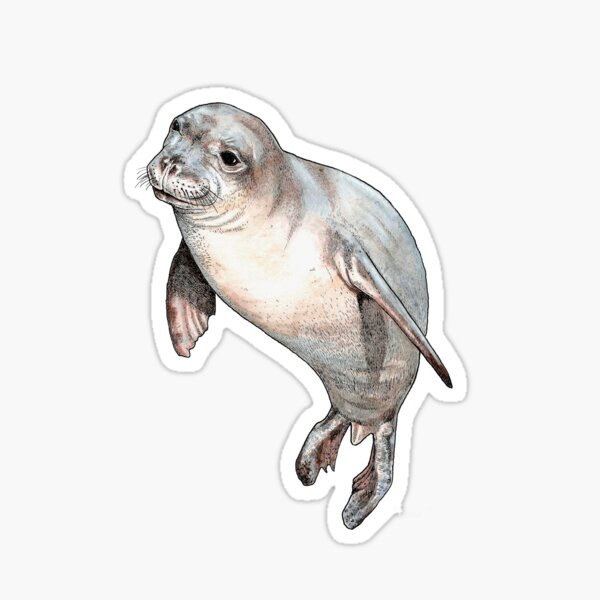 Monk Seal Sticker