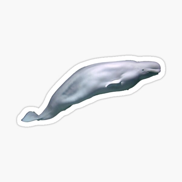 &ldquo;Beluga Whale&rdquo; Sticker for Sale by mo91 | Redbubble