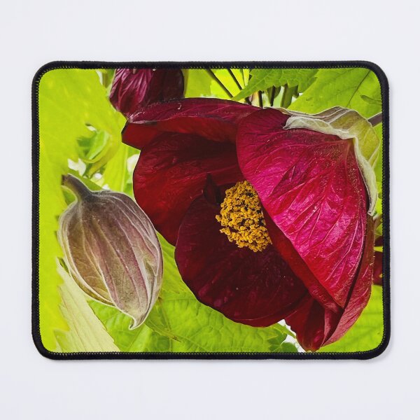 Item preview, Tender Maroon Flowering Maple designed and sold by Photomersion.