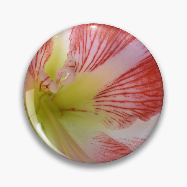 Item preview, Amaryllis Up close designed and sold by HereForTheShots.