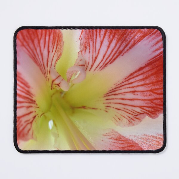 Item preview, Amaryllis Up close designed and sold by HereForTheShots.