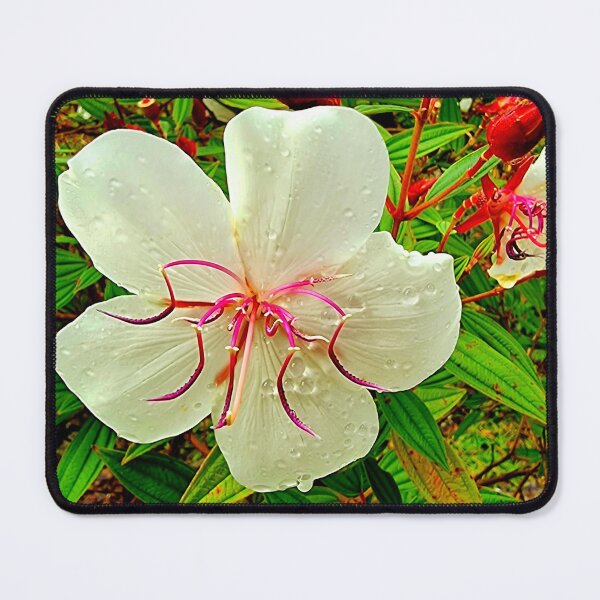 Item preview, WHITE BEAUTY COVERED WITH RAINDROPS designed and sold by Steffi August.