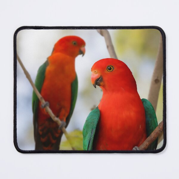 Item preview, Beautiful Red King Parrots, stunning Australian Birds designed and sold by Orianah.