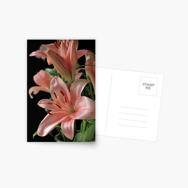 Lilies in Pink Postcard
