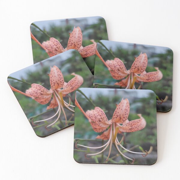 Item preview,  Lilies flower blooming along the East Bok coast of Jeju, Korea designed and sold by human8891.