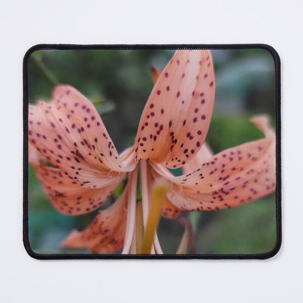 Item preview,  Lilies flower blooming along the East Bok coast of Jeju, Korea designed and sold by human8891.