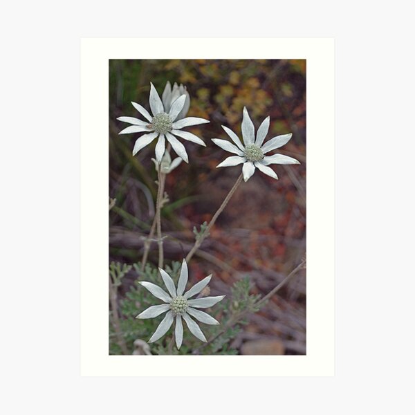 Flannel Flower Art Prints Redbubble