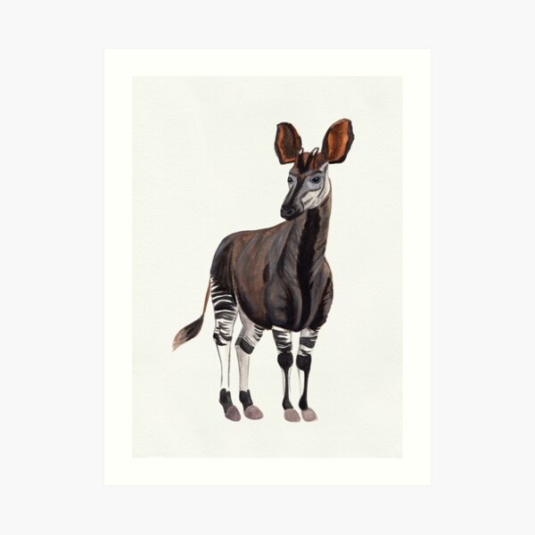 Watercolour Okapi Drawing Art Print