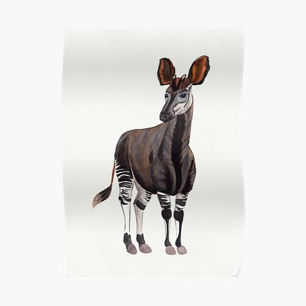 Watercolour Okapi Drawing Poster