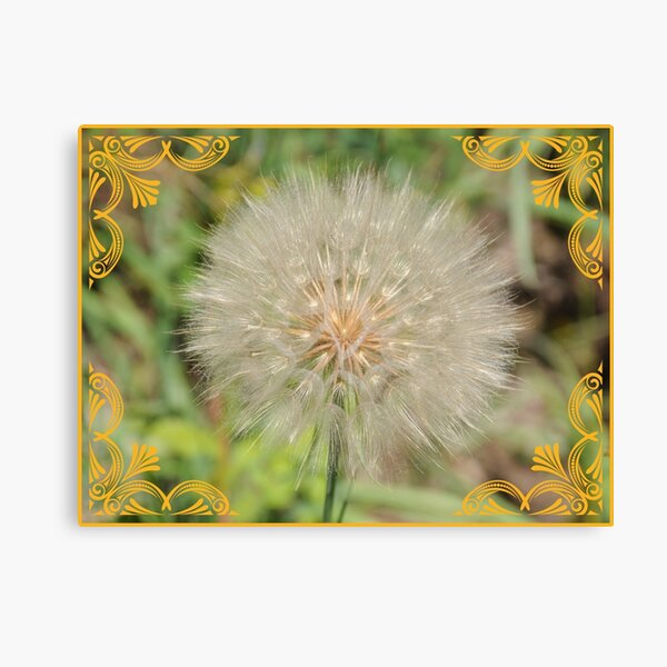 "Wishflower" - Crested Butte Wildflower Collection Canvas Print