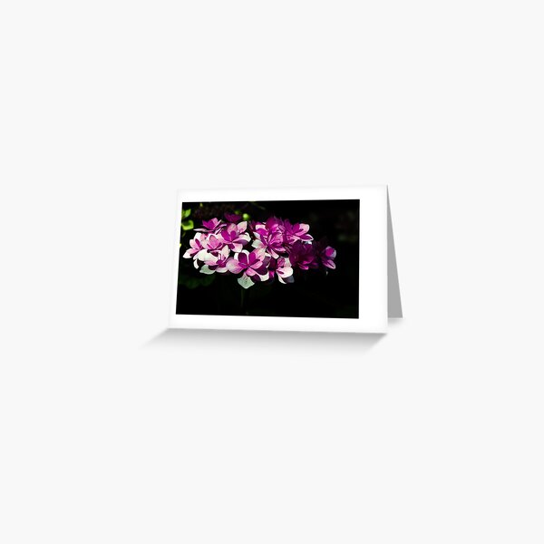 Pink flowers Greeting Card