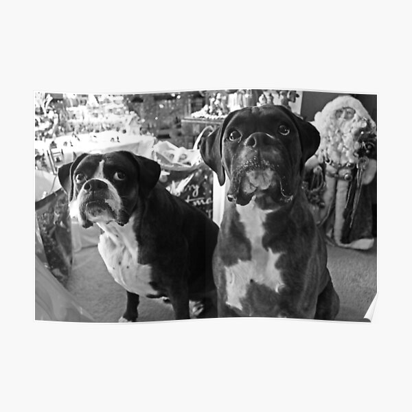 Did Someone Said "Presents" ?  -Boxer Dogs Series- Poster