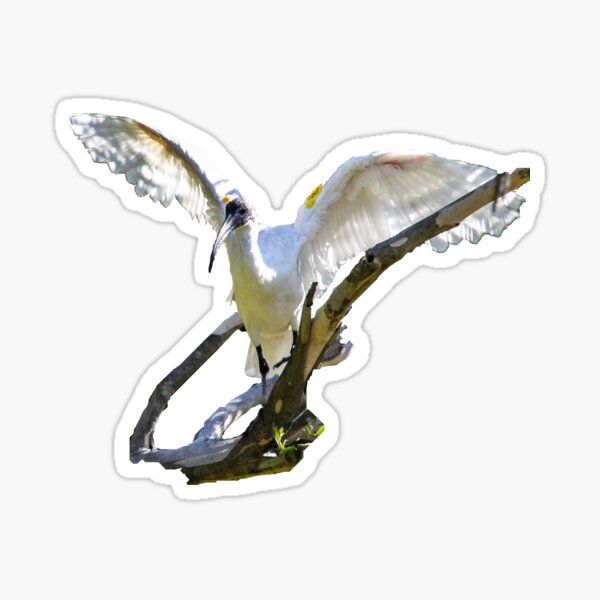 Item preview, Ibis in flight designed and sold by indiafrankk.