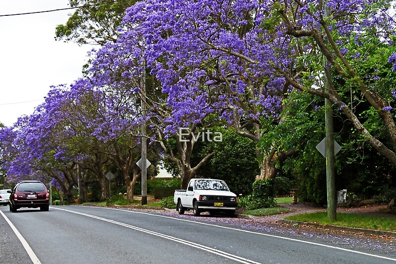 jacaranda in bloom