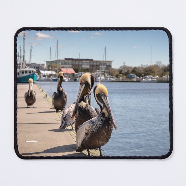 Item preview, Shem Creek Pelicans | Mt. Pleasant | Charleston, South Carolina designed and sold by 9BPRCP.