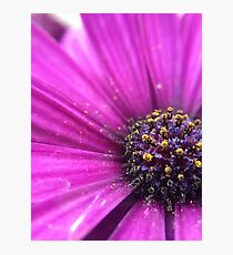 Pollenated Photographic Print