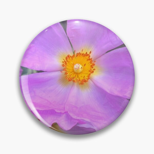 Item preview, Tender Ruffled Lavender Rock Rose  designed and sold by Photomersion.