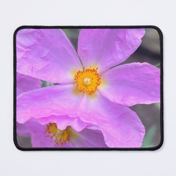 Item preview, Tender Ruffled Lavender Rock Rose designed and sold by Photomersion.