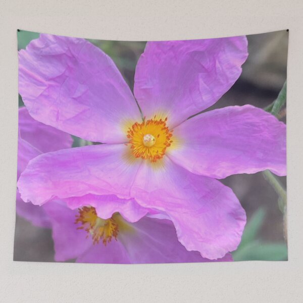 Item preview, Tender Ruffled Lavender Rock Rose  designed and sold by Photomersion.