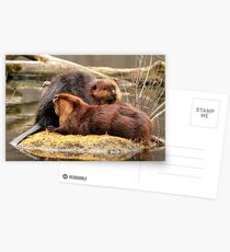 Beaverly love Postcards