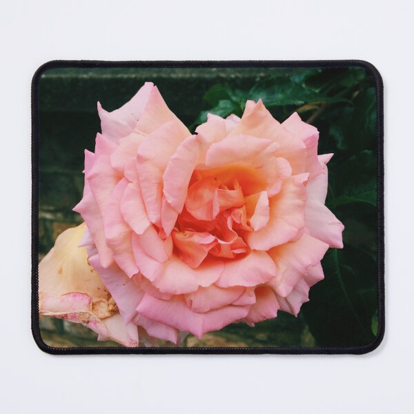 Item preview, Pink Rose, Primrose Hill, London, Summer designed and sold by Sunfleur-Studio.