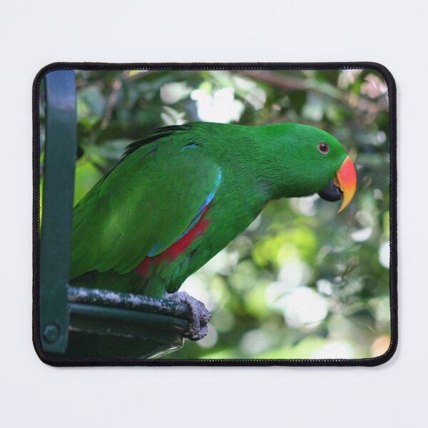 Item preview, Male Eclectus Parrot designed and sold by Marilyn Harris.
