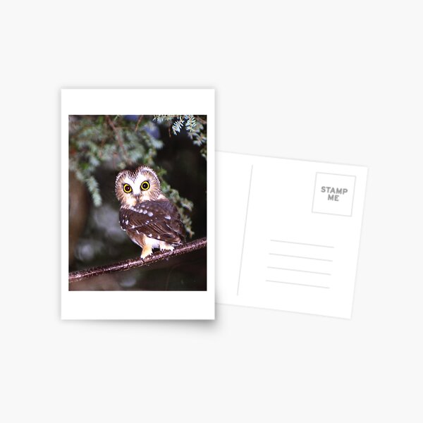 Whoooo? Postcard