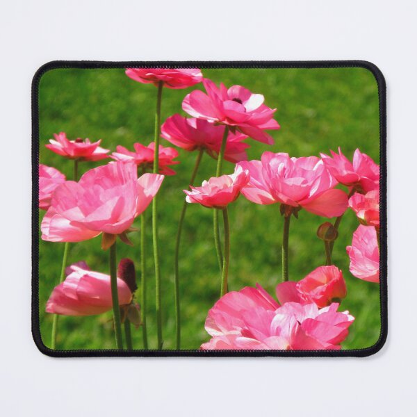 Item preview, Pink Ranunculus #2 designed and sold by Marilyn Harris.