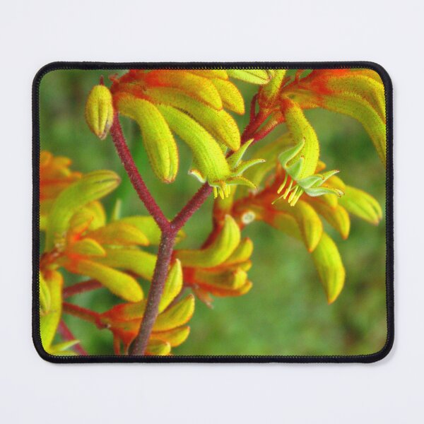 Item preview, Australian Kangaroo Paw “Gold Velvet” designed and sold by Marilyn Harris.