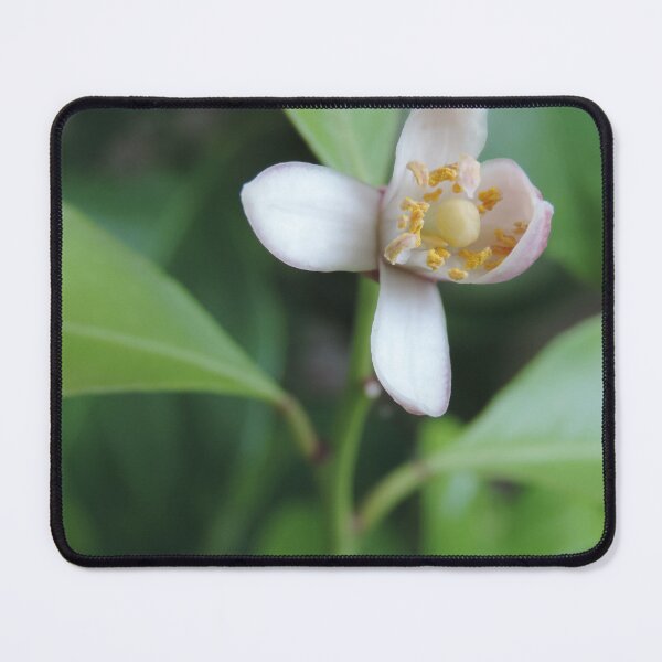 Item preview, Eureka Lemon Blossom designed and sold by Marilyn Harris.