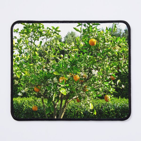 Item preview, Fragrant Orange Tree designed and sold by Marilyn Harris.