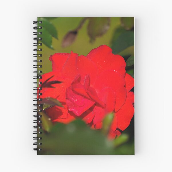 Item preview, Peeking of Brillant Korsar designed and sold by Jouko Lehto Photography.