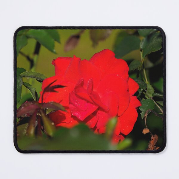 Item preview, Peeking of Brillant Korsar designed and sold by Jouko Lehto Photography.