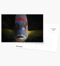 What u lookin' at? Postcards