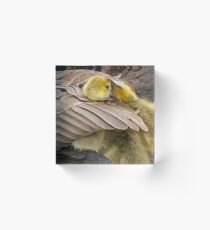 Wake up little brother, its time to play Acrylic Block