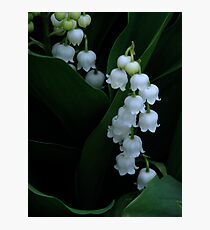 Lily of the Valley Photographic Print