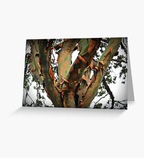 Barking up the wrong tree Greeting Card