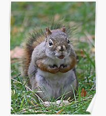 This is my nut Poster