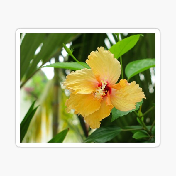 Yellow Hibiscus Sticker