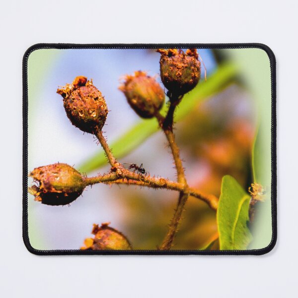 Item preview, Ant on gum nut  designed and sold by indiafrankk.
