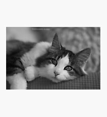 Miss Puss Puss Photographic Print