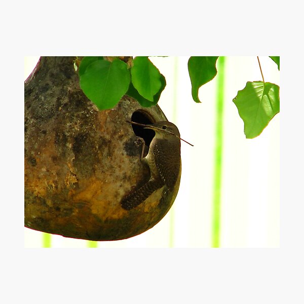 Item preview, "Jenny" Wren designed and sold by Bradley Sumner.