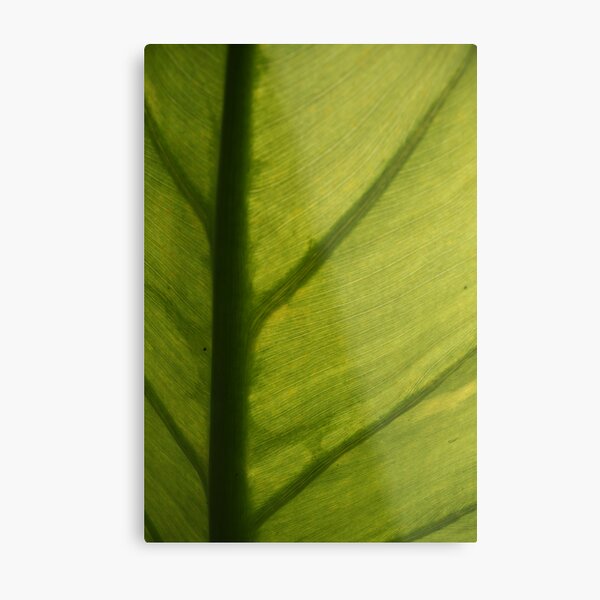Green Metal Print