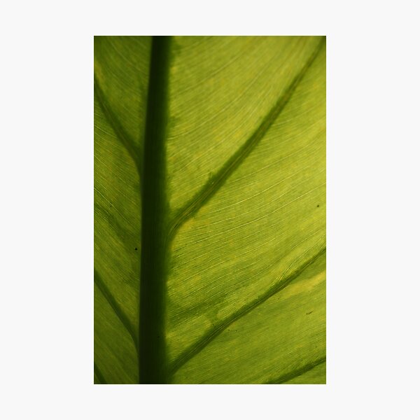 Green Photographic Print