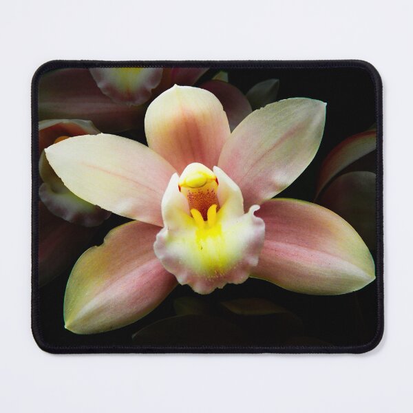 Item preview, Cymbidium orchid designed and sold by indiafrankk.
