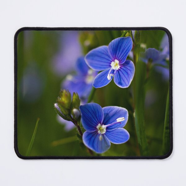 Item preview, Veronica flowers designed and sold by NynkeAltenburg.