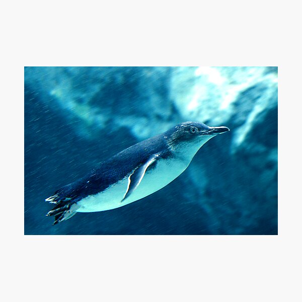 Little Penguin Photographic Print