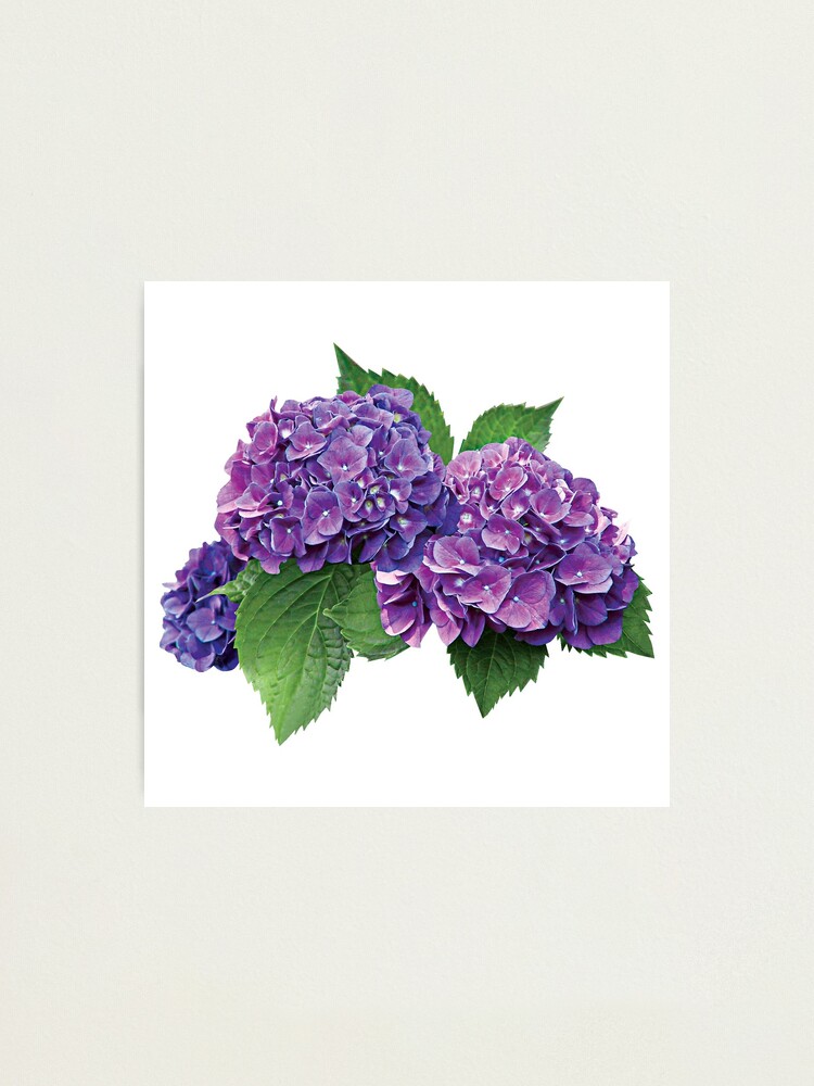 Lámina fotográfica «Hortensia morada» de SudaP0408 | Redbubble