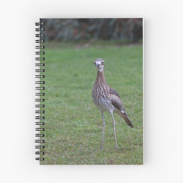 Item preview, Stone Curlew designed and sold by Withns.