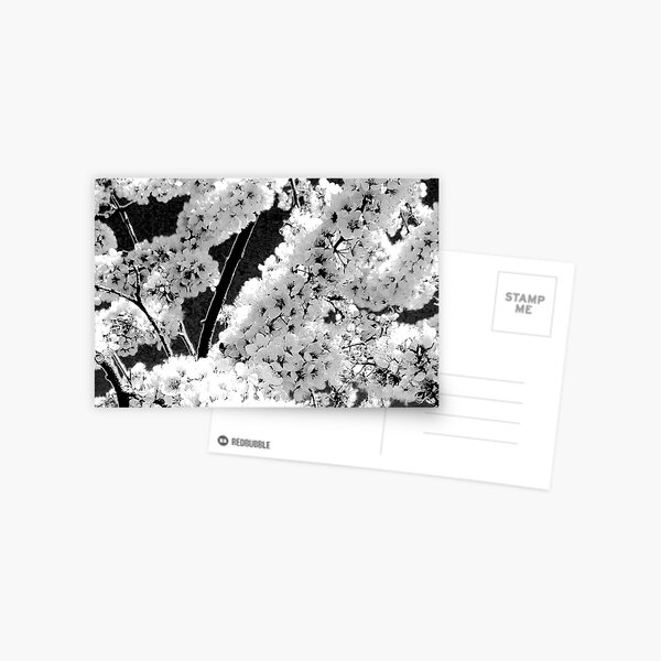 Blossom Postcard